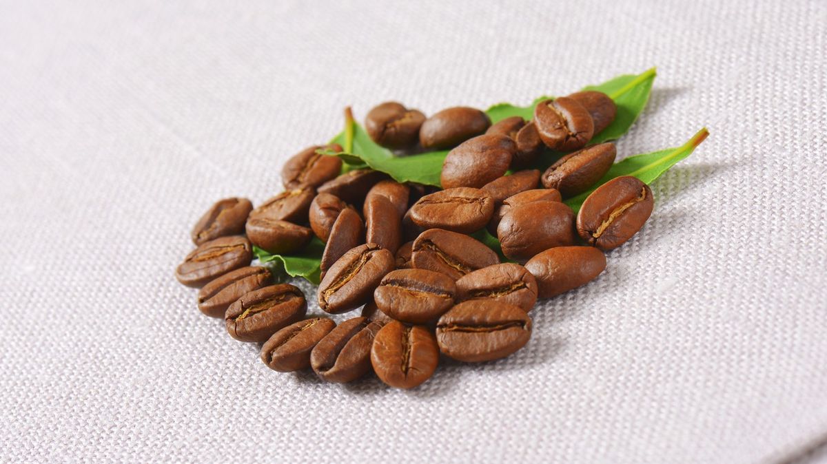 Káva arabica je starší než Homo sapiens, zjistili vědci